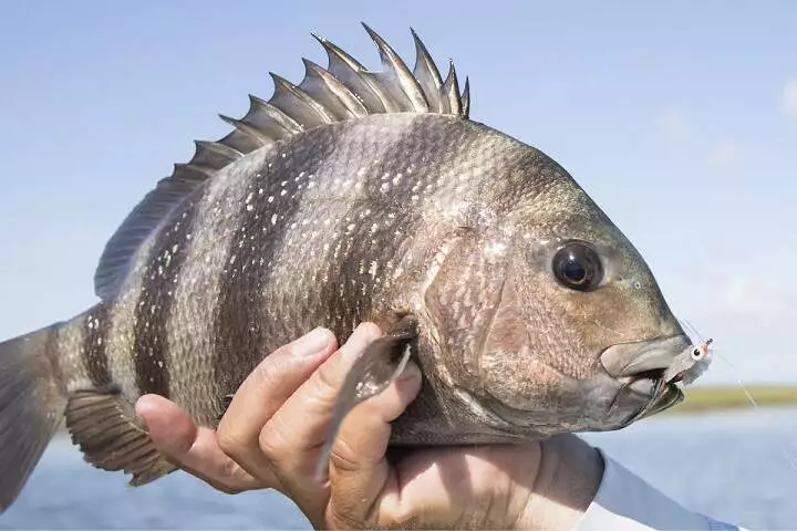 Sheepshead fish Sheepshead fish